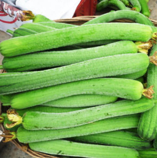 บวบลูกยาว (Luffa Cylindrica Gourd) / ซอง 10 เม็ด (C106)