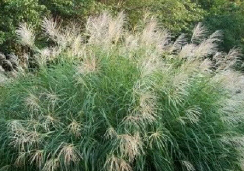 หญ้ามิสแคนทัส ไซเนนซิส หรือหญ้าซูซูกิ (Miscanthus Sinensis) / 25 เม็ด (USA)