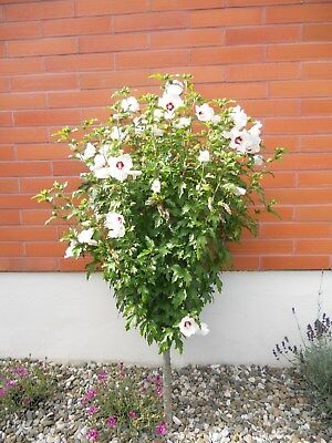 เมล็ดพันธุ์ โรส ออฟ ชารอน สีขาว "เรด ฮาร์ท" (Rose of Sharon) / 50 เม็ด (UK)