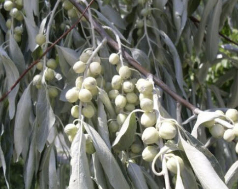 มะกอกรัสเซีย (Russian Olive) หรือมะกอกป่า / 20 เม็ด (Russia)