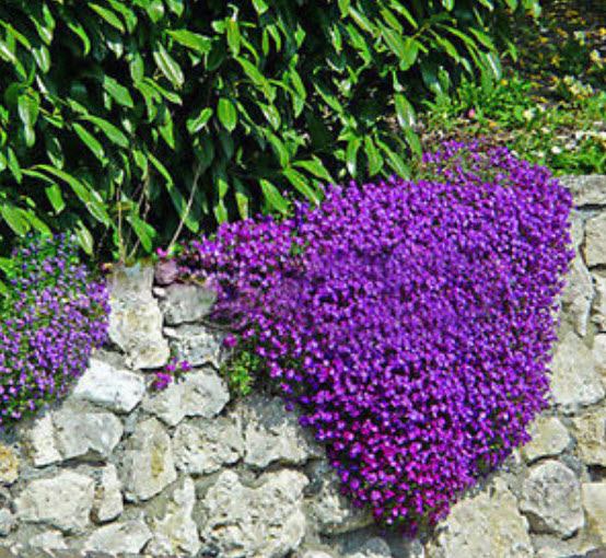 ร็อคคริส (Rock Cress) สีม่วง / 50 เม็ด