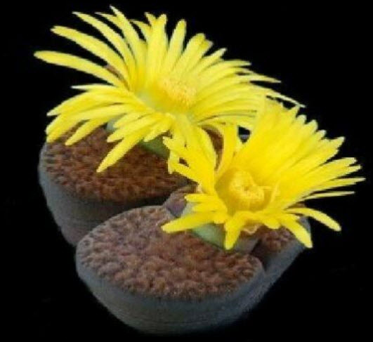 ไลท็อปส์ เหลือง (Lithops Bromfieldii) / 20 เม็ด (UK)