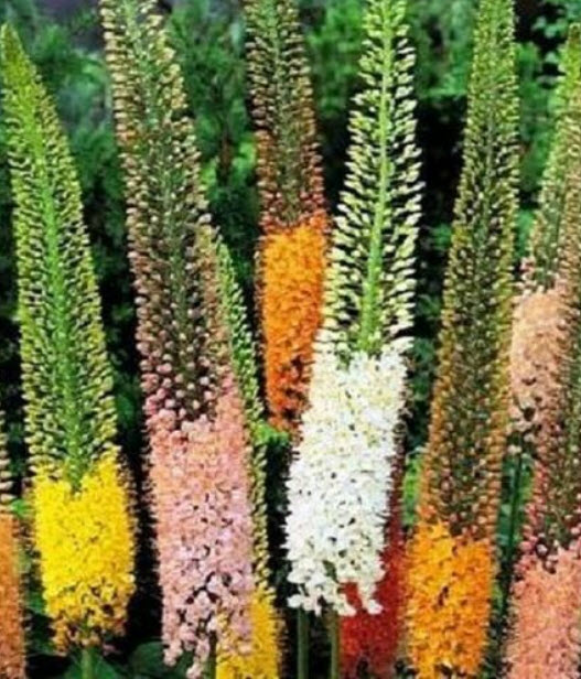 ลิลลี่หางหมาจิ้งจอก (Foxtail Lily / Eremurus isabellinus) คละ / 10 เม็ด (Spain)