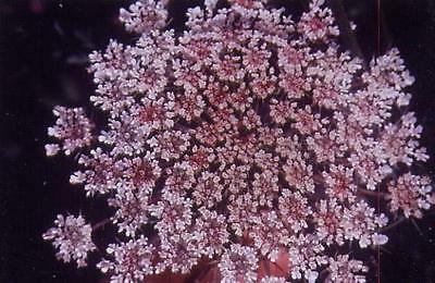 ควีน แอนส์ เลซ (Queen Anne's Lace) สีชมพู / 25 เม็ด (Australia)
