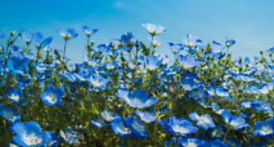เนโมฟีลา - เบบี้ บลู อาย (Nemophila - Baby Blue Eyes) / 200 เม็ด (UK)