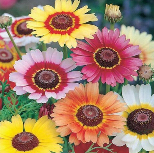 เพ้นท์ เดซี่ (Painted Daisy) คละ / 7,000 เม็ด (UK)