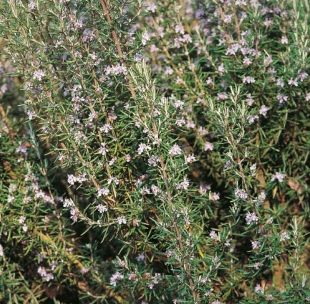 โรสแมรี่ (Rosemary / Rosmarinus officinalis) / 50 เม็ด (UK)*