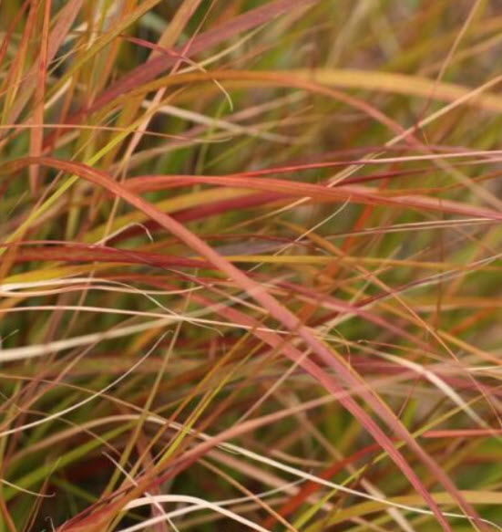 หญ้าหางไก่ฟ้า (Pheasant's tail grass) / 10 เม็ด (Spain)