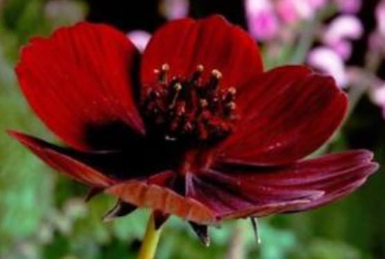 ดาวกระจายช็อคโกแลต (Chocolate Cosmos) / 200 เม็ด (นอก)