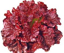 สลัดผักกาดแดง (Red Leaf Lettuce) / ซอง 100 เม็ด