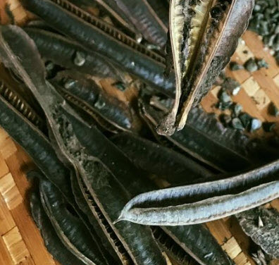 ชุมเห็ดเทศ ส้มเห็ด ขี้คาก ลับหมื่น ซองละ 40 เม็ด พืชสมุนไพรสารพัดประโยชน์