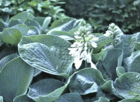 ฮอสต้า (Hosta Sieboldiana) ใบใหญ่ สีฟ้าแกมเขียว / 10 เม็ด (USA)