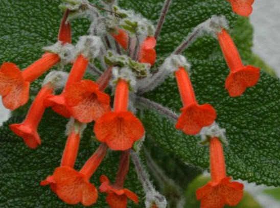 ซินนิงเกีย (Sinningia bullata) / 5 เม็ด (Austria)