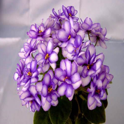มินิ แอฟริกัน ไวโอเล็ต (Mini African Violet) สีม่วงอ่อน / 50 เม็ด
