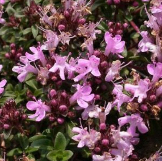 ไทม์เลื้อย (creeping thyme) / 100 เม็ด (S057)