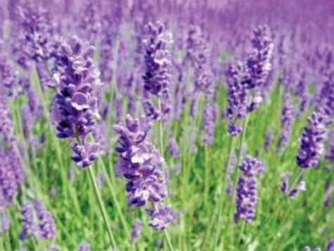 ลาเวนเดอร์ (Lavender) / 300 เม็ด (UK)