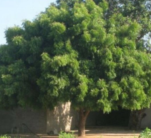 (ขายส่ง) พอโลเนีย เพาโลเนีย (Paulownia) หรือเจ้าหญิง / 1,000 เม็ด (USA)