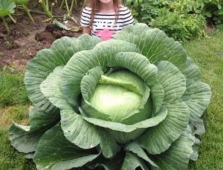 กะหล่ำรัสเซียยักษ์ (Giant Russian Cabbage) / 50 เม็ด (นอก)