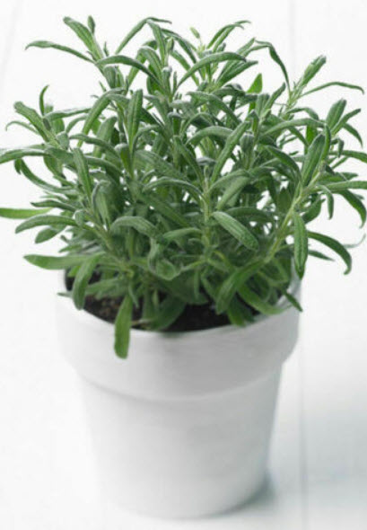 ต้นโรสแมรี่ (Rosemary) กระถาง 6-9 นิ้ว สูง 20-30 ซ.ม. / ต้น