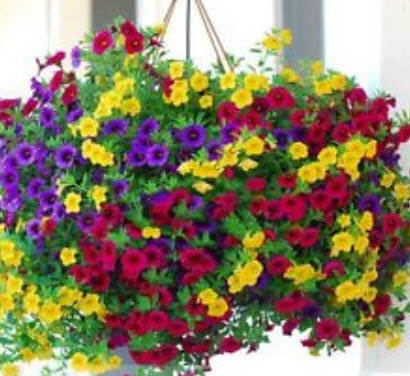 พิทูเนีย (Petunia) คละ / ซอง 100 เม็ด (S048)