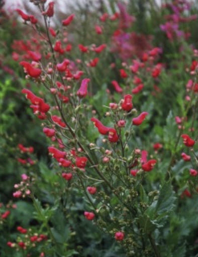 นกแดง (Redbirds in a Tree) / 50 เม็ด (Moldova)*
