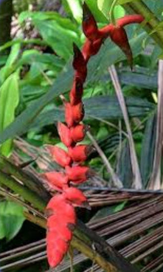 เฮลิโคเนีย ไนกริแพฟิคซา (Heliconia Nigriprafixa) สีแดง / 5 เม็ด (Israel)