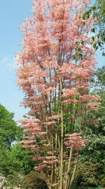 มะฮ็อกกานีจีน (Chinese Mahogany / Pink tree) / 10 เม็ด (UK)