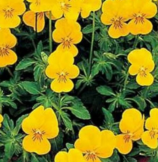 ไวโอลา เยลโล่ เพอเฟ็คชั่น (Viola- Yellow Perfection) / 25 เม็ด (USA)