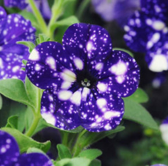 พิทูเนีย บลู สกาย (Blue Sky Petunia) สีน้ำเงิน-ม่วงด่าง / 200 เม็ด (หายาก)