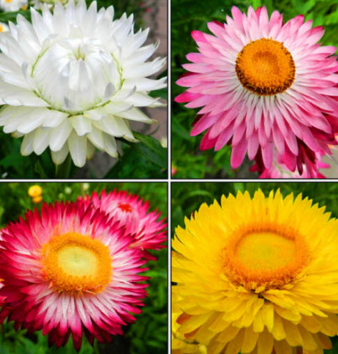 ดอกกระดาษ หรือสตรอ ฟลาวเวอร์ (Straw flower) ต้นสูง คละ / 1,400 เม็ด (UK)