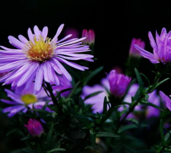 นิวยอร์ค แอสเตอร์ (New York Aster) สีม่วง / 50 เม็ด