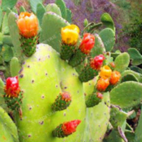 กระบองเพชรทานผล (Opuntia cactus) / 25 เม็ด (China)