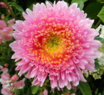 แอสเตอร์ (Aster) สีชมพู / 200 เม็ด (Ukraine)