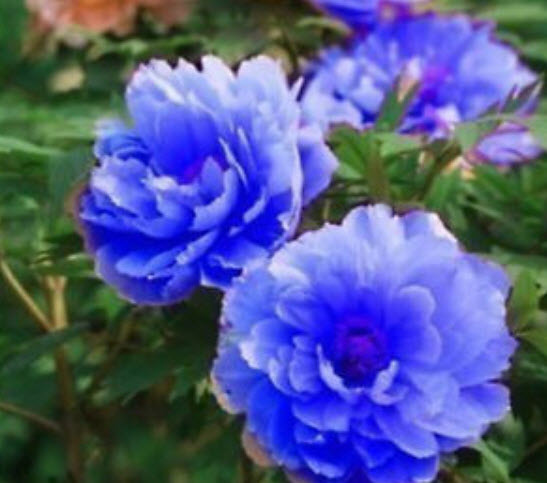โบตั๋น (peony) สีน้ำเงิน (นอก)