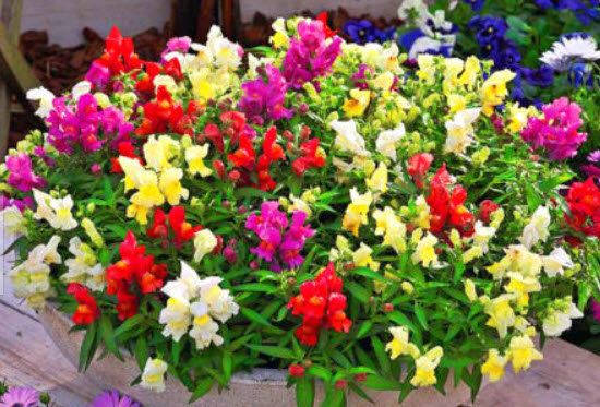 ดอกลิ้นมังกร (Snapdragon) ต้นเตี้ย คละ / 250 เม็ด (UK)