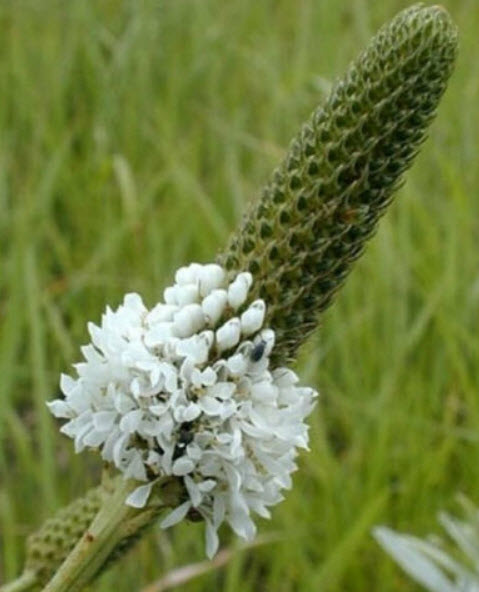 แพรรี่ โคลเวอร์ (Prairie Clover) สีขาว / 500 เม็ด (USA)