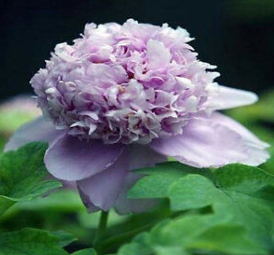 โบตั๋น (Peony) ม่วง / 10 เม็ด (นอก)