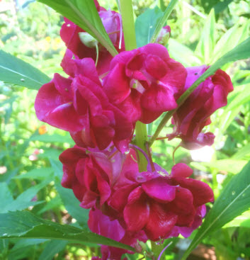 เทียนกุหลาบ เทียนซ้อน เทียนฝรั่ง ดอกซ้อน คละ / 40 เม็ด