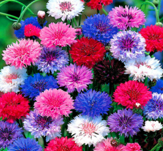 คอร์นฟลาวเวอร์ ฟรอสตี้ (Cornflower Frpsty) คละ / 1,200 เม็ด (UK)*