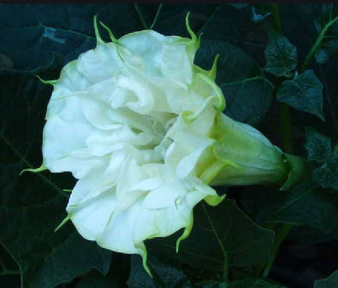ลำโพงขาว (White Datura) / 15 เม็ด (P2S)