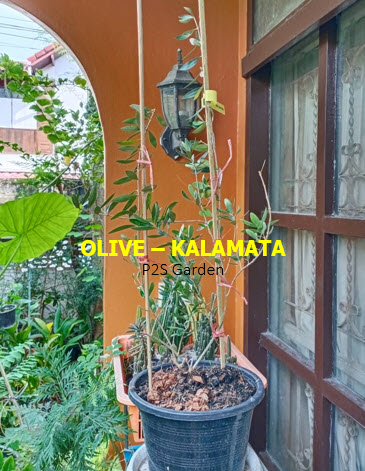 ต้นมะกอกโอลีฟ (Olive - kalamata) สูง 70-90 ซ.ม. (Greece)