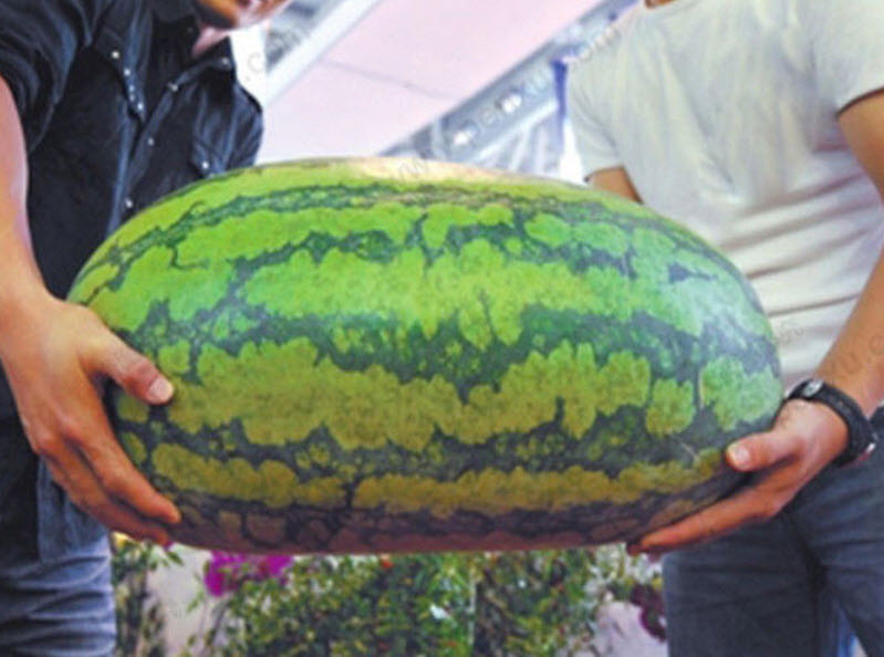 แตงโม พันธุ์ยักษ์ (Giant Watermelon) / 20 เม็ด (China)