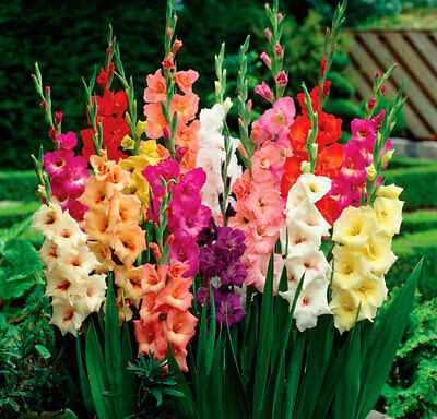 แกลดิโอลัส (Gladiolus) คละ / 100 เม็ด
