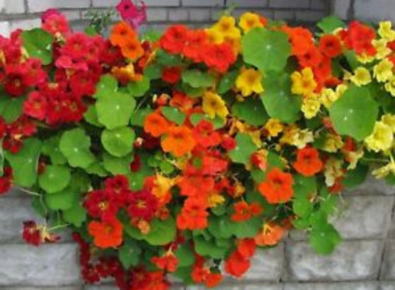 แนสเตอเตียม (Nasturtium - Tom Thumb) คละสี / 20 เม็ด (UK)
