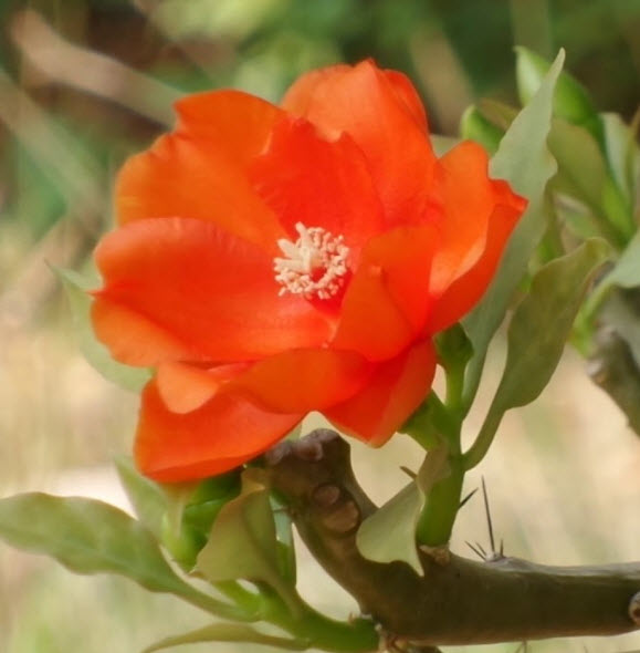 ต้นกุหลาบพุกาม กระถาง 8 นิ้ว สูง 55-70 ซ.ม.