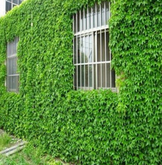 ไอวี่ เขียว (Ivy Green) / 50 เม็ด (Netherlands)*