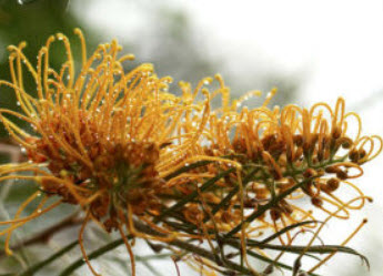 ออสเตรเลียน ซิลเวอร์ โอ๊ค (Australian silver oak) / 10 เม็ด (Portugal)