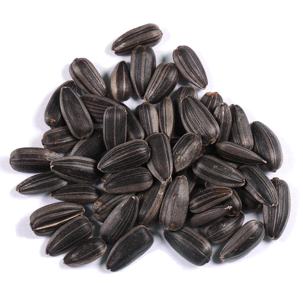 ทานตะวันยักษ์ แมมมอธ (Mammoth) ต้นสูง / 20 เม็ด (นอก)