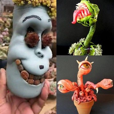 กาบหอยแครง ตายักษ์ (Dionaea) คละแบบ / 100 เม็ด