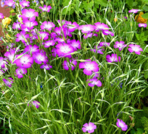 อะโกรสเท็มมา (Agrostemma Milas Rose) / 20 เม็ด (UK)